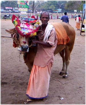 Индус с празднично украшенной коровой в храме Парабрахмана